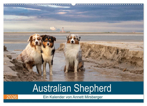 Australian Shepherd 2026 (Wandkalender 2026 DIN A2 quer), CALVENDO Monatskalender