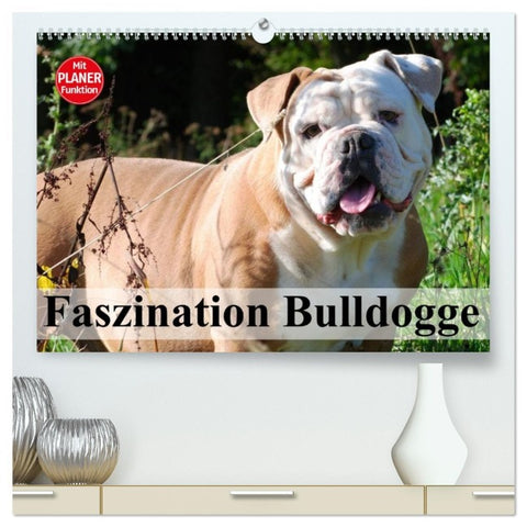 Faszination Bulldogge (hochwertiger Premium Wandkalender 2026 DIN A2 quer), Kunstdruck in Hochglanz