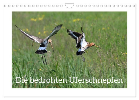 Die bedrohten Uferschnepfen (Wandkalender 2027 DIN A4 quer), CALVENDO Monatskalender
