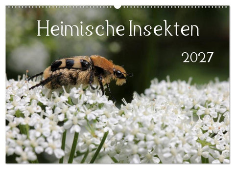 Heimische Insekten 2027 (Wandkalender 2027 DIN A2 quer), CALVENDO Monatskalender