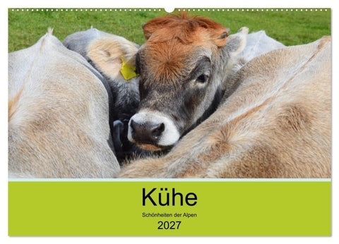 Kühe - Schönheiten der Alpen (Wandkalender 2027 DIN A2 quer), CALVENDO Monatskalender