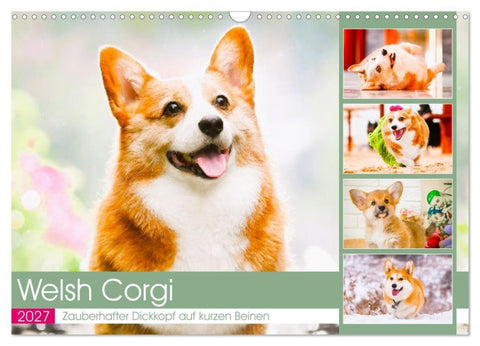 Welsh Corgi. Zauberhafter Dickkopf auf kurzen Beinen (Wandkalender 2027 DIN A3 quer), CALVENDO Monatskalender