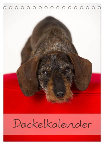 Dackel (Tischkalender 2026 DIN A5 hoch), CALVENDO Monatskalender