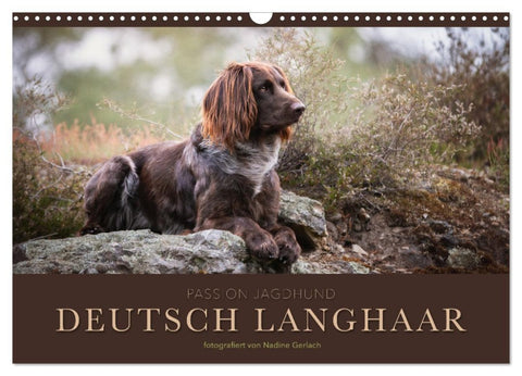 Passion Jagdhund - Deutsch Langhaar (Wandkalender 2026 DIN A3 quer), CALVENDO Monatskalender