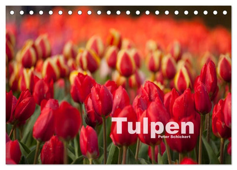 Tulpen (Tischkalender 2026 DIN A5 quer), CALVENDO Monatskalender