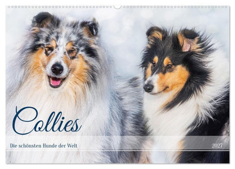 Collies - die schönsten Hunde der Welt (Wandkalender 2027 DIN A2 quer), CALVENDO Monatskalender