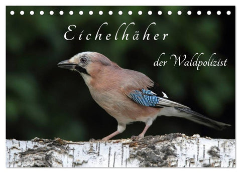 Eichelhäher der Waldpolizist (Tischkalender 2026 DIN A5 quer), CALVENDO Monatskalender