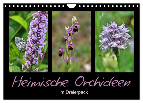 Heimische Orchideen im Dreierpack (Wandkalender 2026 DIN A4 quer), CALVENDO Monatskalender