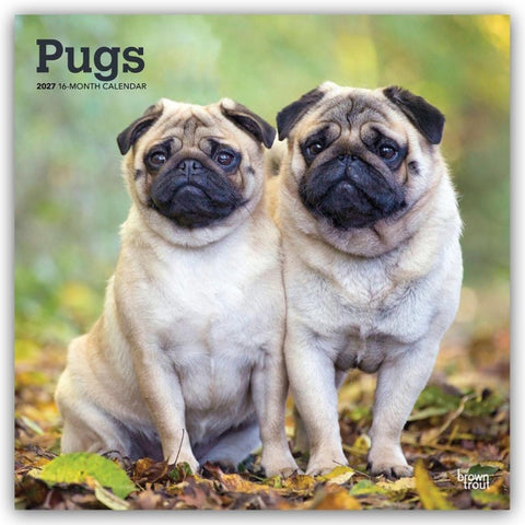 Pugs – Mops 2027 – 16-Monatskalender