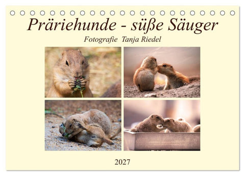 Präriehunde - süße Säuger (Tischkalender 2027 DIN A5 quer), CALVENDO Monatskalender