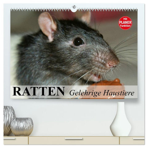 Ratten. Gelehrige Haustiere (hochwertiger Premium Wandkalender 2026 DIN A2 quer), Kunstdruck in Hochglanz