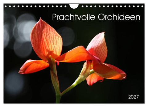 Prachtvolle Orchideen (Wandkalender 2027 DIN A4 quer), CALVENDO Monatskalender