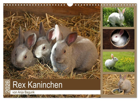 Rex - Kaninchen (Wandkalender 2026 DIN A3 quer), CALVENDO Monatskalender