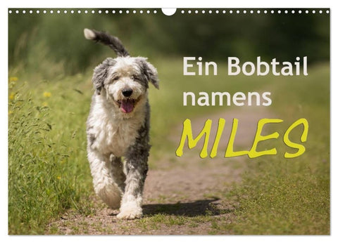 Ein Bobtail namens Miles (Wandkalender 2027 DIN A3 quer), CALVENDO Monatskalender