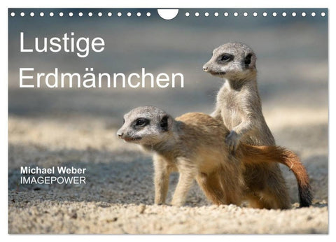 Lustige Erdmännchen (Wandkalender 2027 DIN A4 quer), CALVENDO Monatskalender