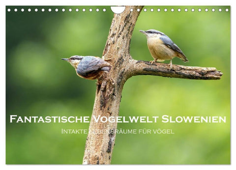 Fantastische Vogelwelt Slowenien (Wandkalender 2027 DIN A4 quer), CALVENDO Monatskalender