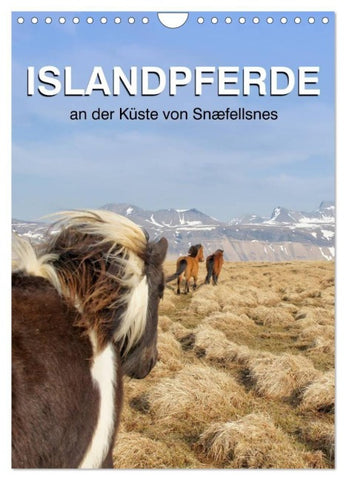 ISLANDPFERDE an der Küste von Snæfellsnes (Wandkalender 2027 DIN A4 hoch), CALVENDO Monatskalender