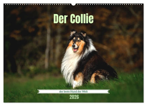 Der Collie der beste Hund der Welt (Wandkalender 2026 DIN A2 quer), CALVENDO Monatskalender