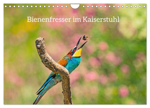 Bienenfresser im Kaiserstuhl (Wandkalender 2027 DIN A4 quer), CALVENDO Monatskalender