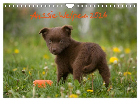 Aussie Welpen 2026 (Wandkalender 2026 DIN A4 quer), CALVENDO Monatskalender