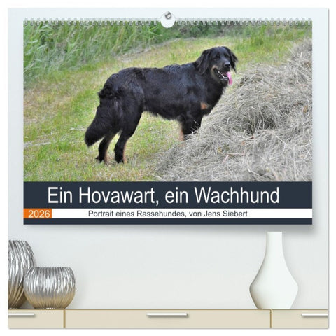 Ein Hovawart, ein Wachhund (hochwertiger Premium Wandkalender 2026 DIN A2 quer), Kunstdruck in Hochglanz