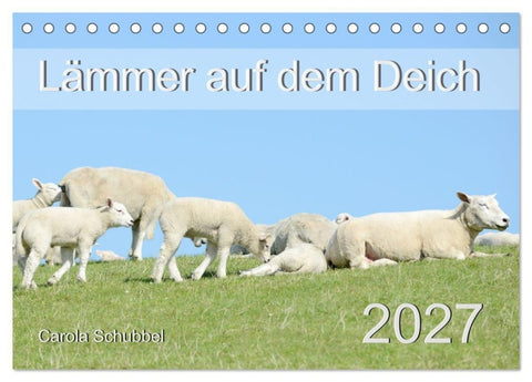 Lämmer auf dem Deich (Tischkalender 2027 DIN A5 quer), CALVENDO Monatskalender