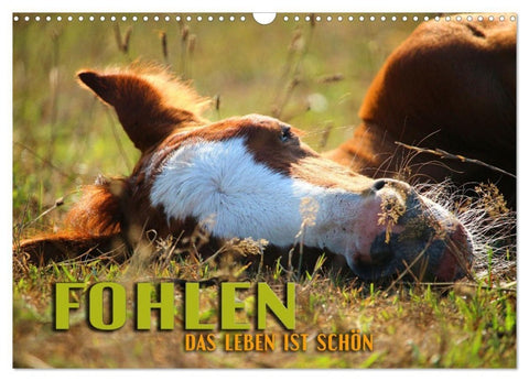 Fohlen - das Leben ist schön (Wandkalender 2027 DIN A3 quer), CALVENDO Monatskalender