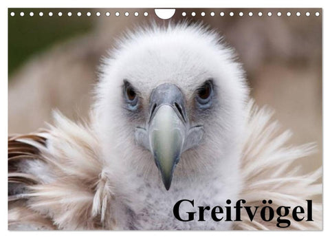 Greifvögel (Wandkalender 2026 DIN A4 quer), CALVENDO Monatskalender