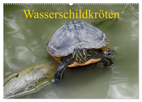 Wasserschildkröten (Wandkalender 2026 DIN A2 quer), CALVENDO Monatskalender
