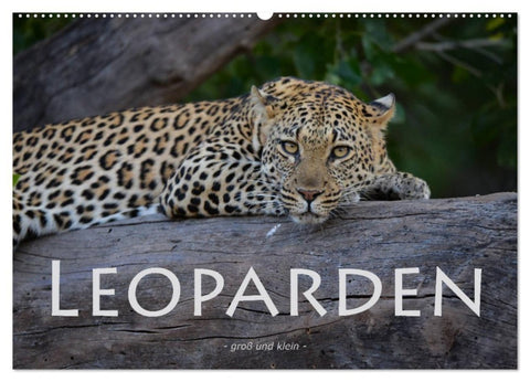 Leoparden - groß und klein (Wandkalender 2027 DIN A2 quer), CALVENDO Monatskalender