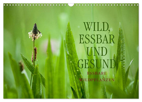 WILD, ESSBAR UND GESUND Essbare Wildpflanzen (Wandkalender 2026 DIN A3 quer), CALVENDO Monatskalender