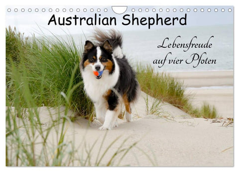 Australian Shepherd - Lebensfreude auf vier Pfoten (Wandkalender 2026 DIN A4 quer), CALVENDO Monatskalender