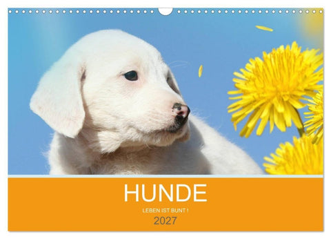 HUNDE LEBEN IST BUNT (Wandkalender 2027 DIN A3 quer), CALVENDO Monatskalender