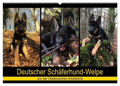 Deutscher Schäferhund-Welpe - aus der Ostdeutschen Arbeitslinie (Wandkalender 2027 DIN A2 quer), CALVENDO Monatskalender