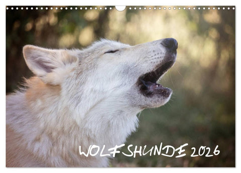 Wolfshunde 2026 (Wandkalender 2026 DIN A3 quer), CALVENDO Monatskalender