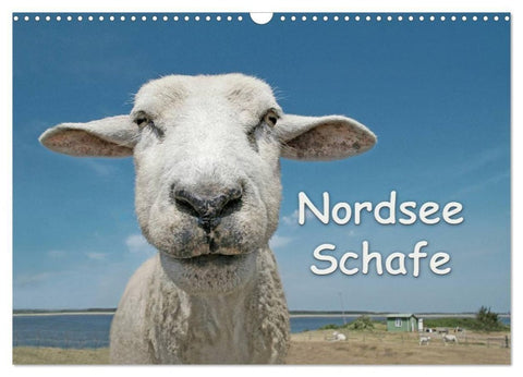 Nordsee Schafe (Wandkalender 2027 DIN A3 quer), CALVENDO Monatskalender