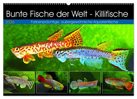 Bunte Fische der Welt - Killifische (Wandkalender 2026 DIN A2 quer), CALVENDO Monatskalender