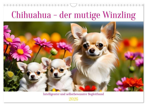 Chihuahua - der mutige Winzling (Wandkalender 2026 DIN A3 quer), CALVENDO Monatskalender
