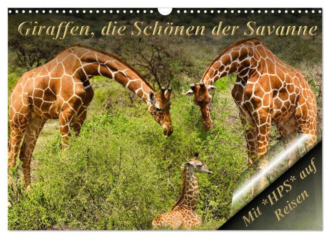 Giraffen, die Schönen der Savanne (Wandkalender 2027 DIN A3 quer), CALVENDO Monatskalender