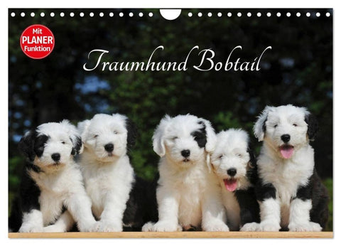 Traumhund Bobtail (Wandkalender 2027 DIN A4 quer), CALVENDO Monatskalender