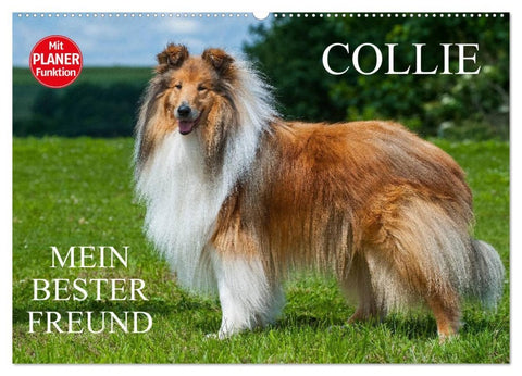Collie - Mein bester Freund (Wandkalender 2026 DIN A2 quer), CALVENDO Monatskalender