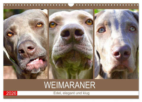Weimaraner. Edel, elegant und klug (Wandkalender 2026 DIN A3 quer), CALVENDO Monatskalender