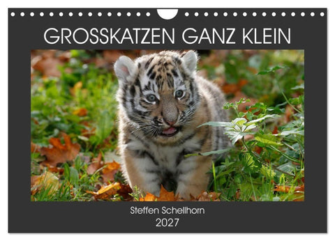 GROSSKATZEN GANZ KLEIN (Wandkalender 2027 DIN A4 quer), CALVENDO Monatskalender