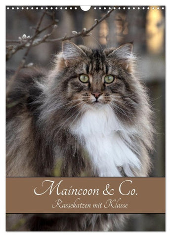 Maincoon & Co. - Rassekatzen mit Klasse (Wandkalender 2026 DIN A3 hoch), CALVENDO Monatskalender
