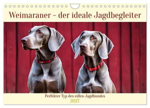 Weimaraner - der ideale Jagdbegleiter (Wandkalender 2027 DIN A4 quer), CALVENDO Monatskalender