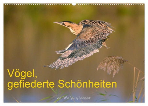 Vögel, Gefiederte Schönheiten (Wandkalender 2027 DIN A2 quer), CALVENDO Monatskalender
