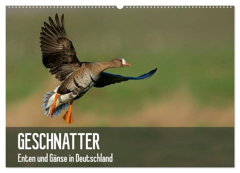 Geschnatter - Enten und Gänse in Deutschland (Wandkalender 2027 DIN A2 quer), CALVENDO Monatskalender