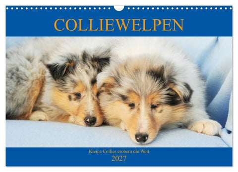 Colliewelpen - kleine Collies erobern die Welt (Wandkalender 2027 DIN A3 quer), CALVENDO Monatskalender