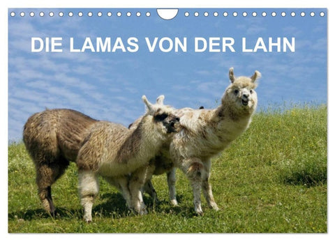 DIE LAMAS VON DER LAHN (Wandkalender 2027 DIN A4 quer), CALVENDO Monatskalender