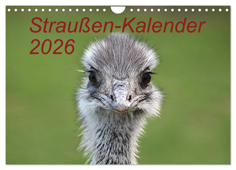 Straußen-Kalender 2026 (Wandkalender 2026 DIN A4 quer), CALVENDO Monatskalender